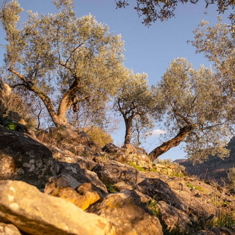 Ventiolivi - Terra vergine